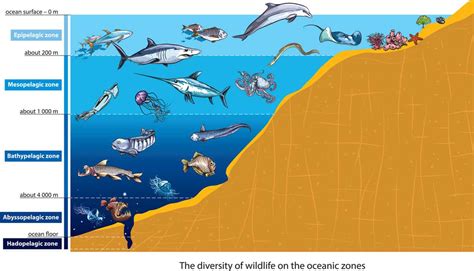 The 5 Zones Of The Ocean What Lives In Them Wildlife Informer