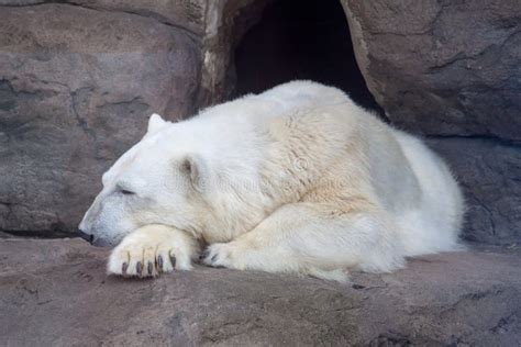 Polar Bear Ursus Thalarctos Maritimus In The Moscow Zoo Stock Photo