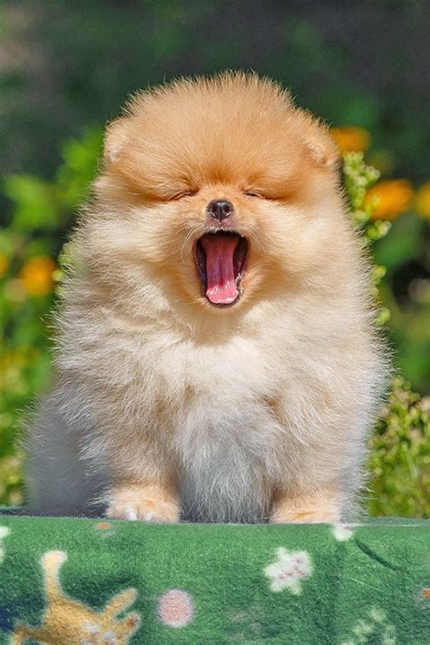 Cute Puppy Is Yawning 7 Pics With Other Cute Animals Very Cute