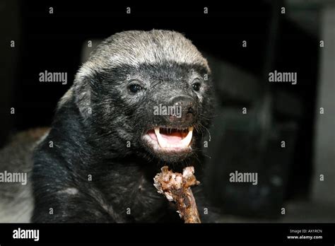 Honey Badger Or Ratel Mellivora Capensis Is Eating The Rest Of A T