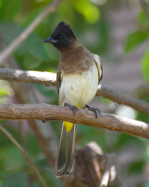 Birding Tanzania Birds Of Tanzania