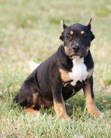 Top ten dog breeds for first time dog owners. TRI-COLOR BULLY PUPPIES! for Sale in Manteca, California ...