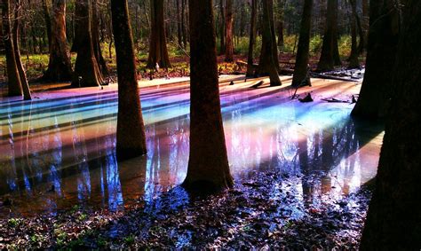 Natural Rainbow Lake In The Middle Of A Forest Woahdude