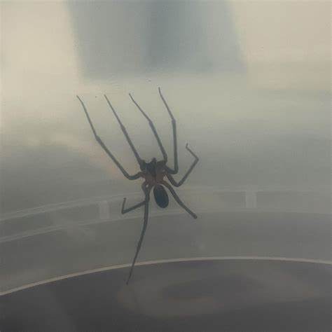 Brown Recluse Rspiderbro