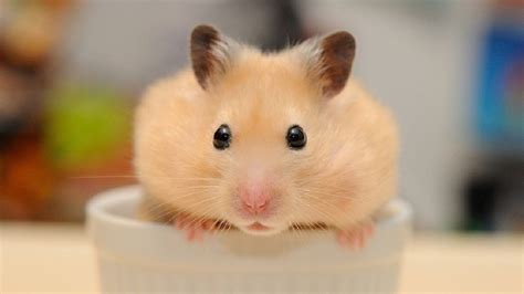 Nh Chu T Hamster Cute D Th Ng L L C Ng Y U Nh T