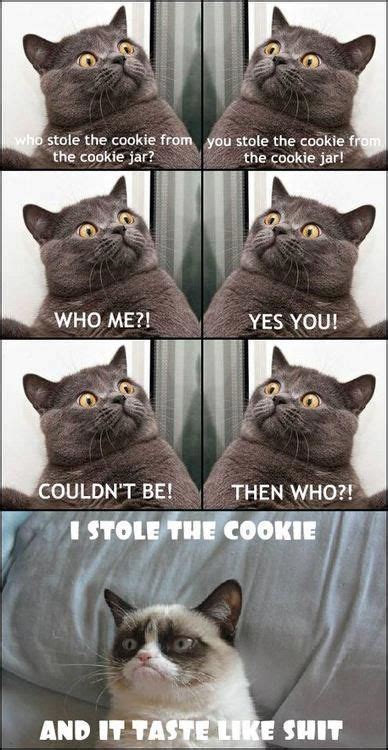 Pin By Avery Hill On Grumpy Catlove This Kitty Evil Cat