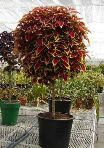 How To Grow Coleus As A Tree Step By Step Plants Flower Garden