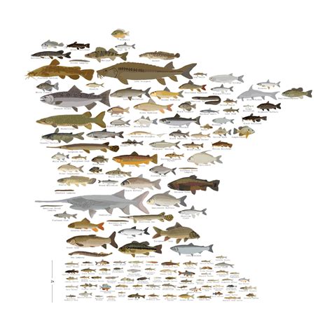Fishes Of Minnesota Andy Birkey