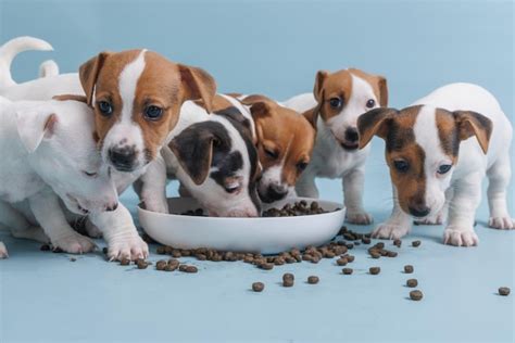 Premium Photo Hungry Jack Russell Terrier Puppies Eating From A Bowl