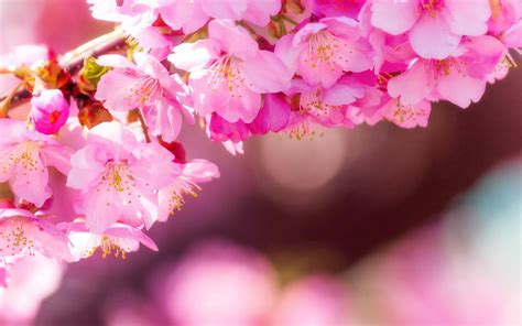 Enter Spring Mac Wallpaper Download Allmacwallpaper