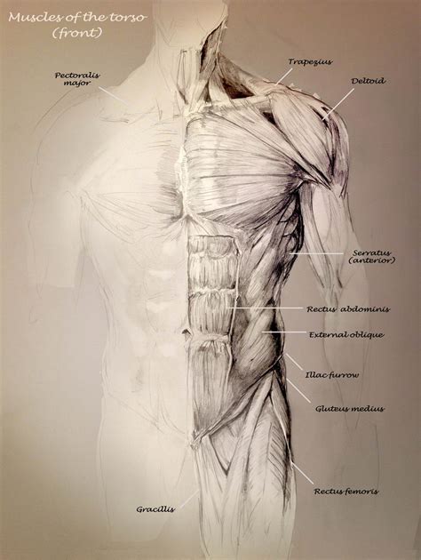 School Anatomy Studies Torso Muscles By Travis Anderson On Deviantart