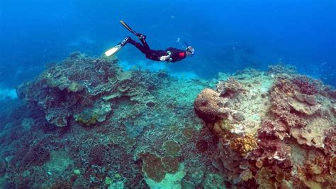 scientists discover giant deep sea coral reef off atlantic coast mother jones