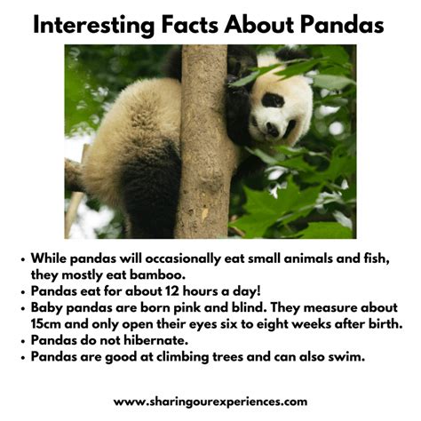 Interesting And Fun Facts About Animals For Kids Sharing Our Experiences