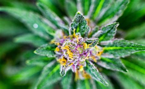 The plants should be 18 inches away from the canopy. 9 Fast-Flowering Cannabis Seeds for Outdoor Growers