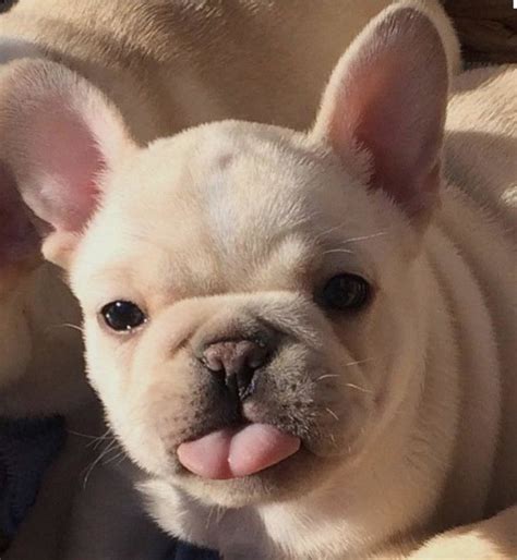 Male and female french bulldog puppies for adoption. About - French Bulldog Rescue & Adoption