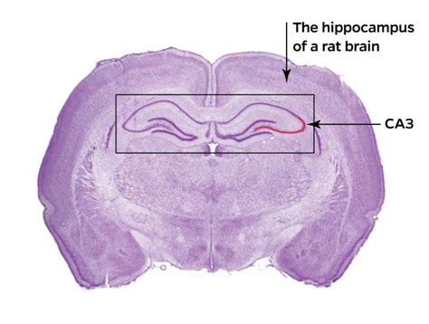 Hippocampus Brain Image Eurekalert Science News Releases