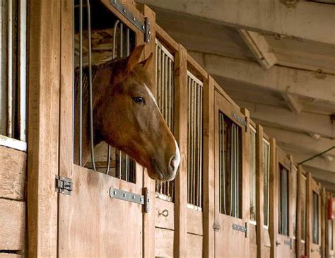 Isolated Horses Become Stressed With Weakened Immunity Freethinking