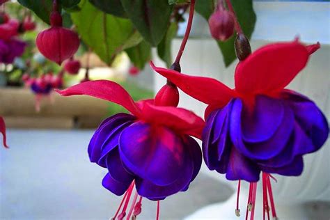 Check spelling or type a new query. Blooming Flowers Images With High resolution ...