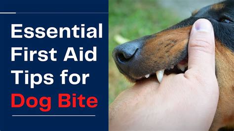 Essential First Aid Tips For Dog Bites Youtube
