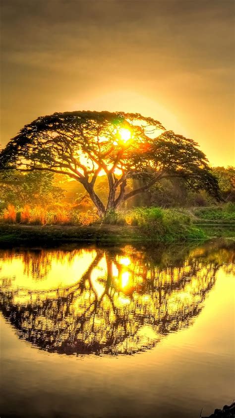 Sunset Pond Trees Landscape Iphone 8 Wallpapers Free Download