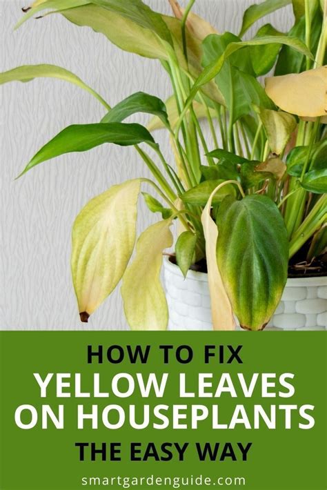 How To Fix Yellow Leaves On Garden Plants