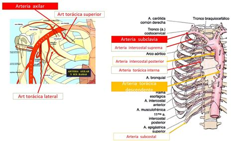 Arterias De La Pared Torácica Dolopedia
