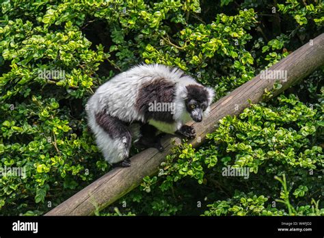 Black And White Ruffed Lemur Varecia Variegata Endemic To The Island