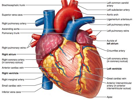 Biology Cardiovascular System Heart Diagram Quizlet