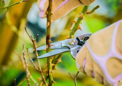 Rose Tree Pruning When And How To Prune Roses