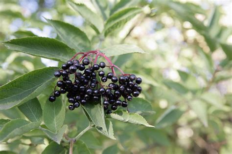 The Elderberry Growing Harvesting And Using The Tree