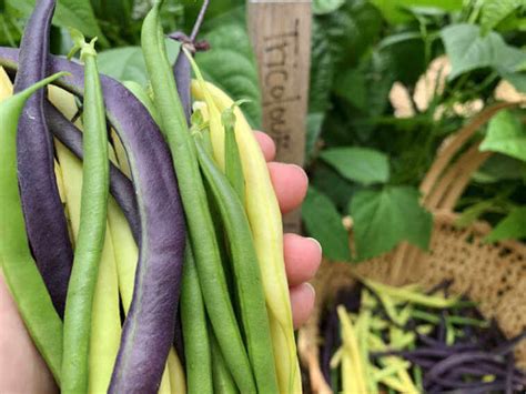 When And How To Harvest Garden Vegetables Kellogg Garden Organics