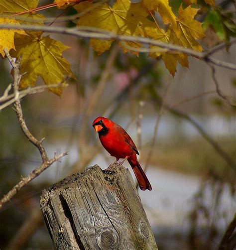 The State Bird Of Ohio Mr Cardinal By © Thelearnedfoot Jen