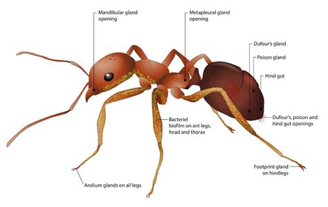 Ants Protect Plants From Diseases By Secrete Antibiotics Out Of Their
