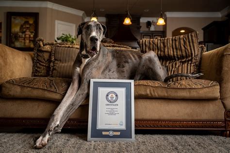Zeus El Perro Más Grande Del Mundo Según El Guinness World Records