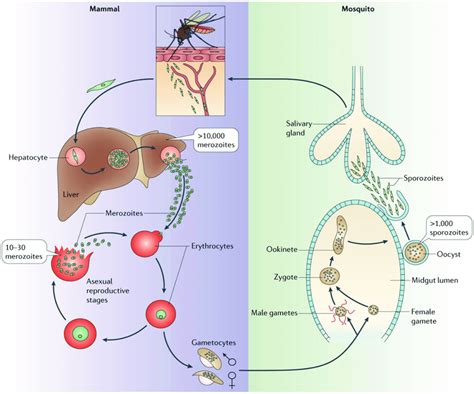Plasmodium Spp Life Cycle Adapted From 12 Download Scientific Diagram
