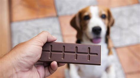 50 Dog Names Meaning Chocolate Our Fit Pets