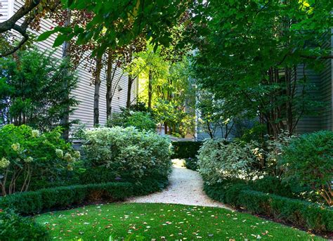 Best Evergreen Shrubs For Under Trees