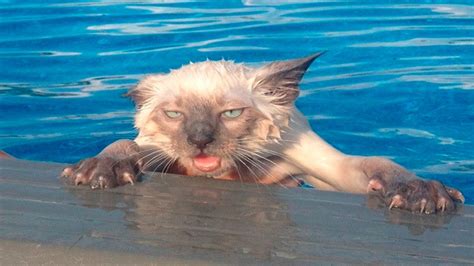 Funny Cats Falling In Water