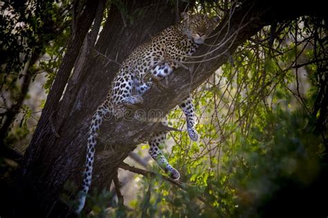 Leopard On A Tree In Kruger National Park Stock Photo Image Of Kruger