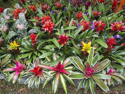 How To Grow And Care For Bromeliads World Of Flowering Plants