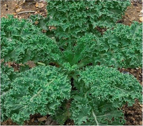 Kale Delectable Edibles You Can Grow In Your Indoor Winter Garden