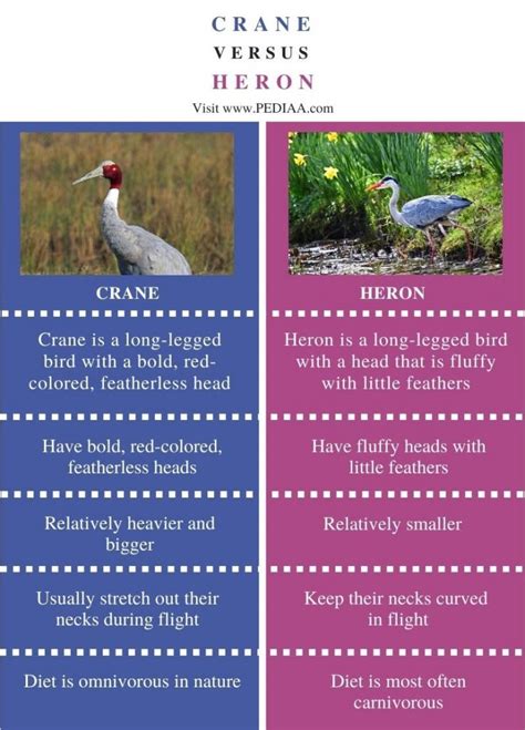 What Is The Difference Between Crane And Heron Pediaa
