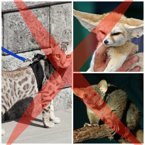 We are breeding savannah cats in canada with 25% plus serval blood. North Carolina Exotic Animal Ban House Bill 554 | HubPages