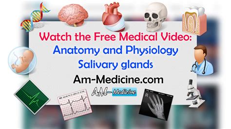 Anatomy And Physiology Salivary Glands Video Pickpdfs