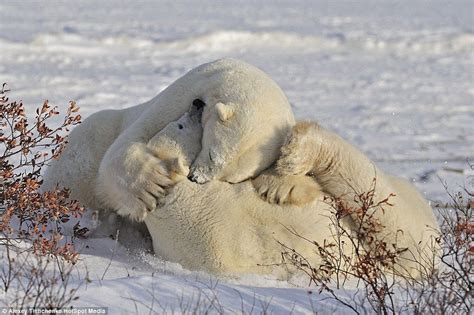 Polar Bear Siblings Share A Friendly Hug In The Snow Pictures Of