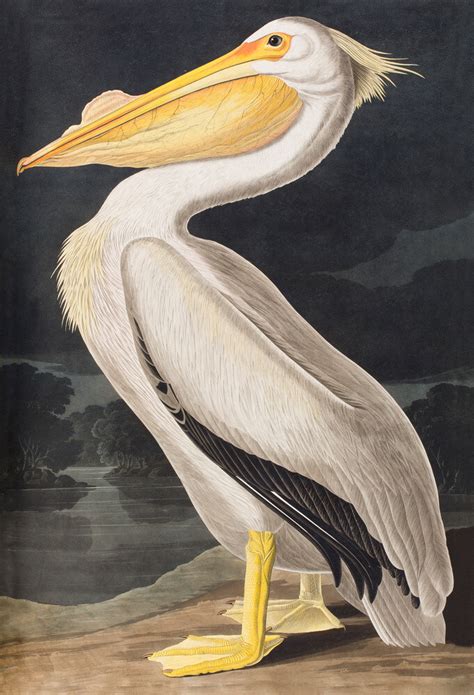 American White Pelican Art Print By John James Audubon King And Mcgaw