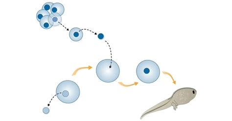 Which Was The First Animal To Be Cloned Firstopedia All About Firsts