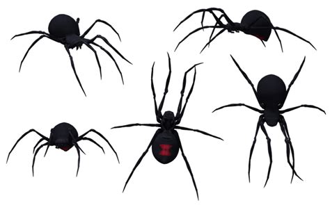 Spider clipart black widow spider, Spider black widow spider Transparent FREE for download on ...