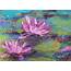 Painting My World Water Lily 5x7 Pastel