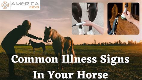 Common Illness Signs In Your Horse — Americacryo